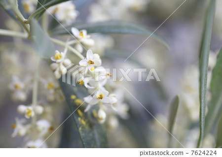 Olive flowers 7624224