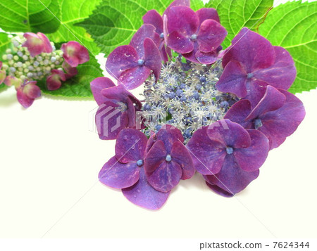 Purple hydrangea 7624344