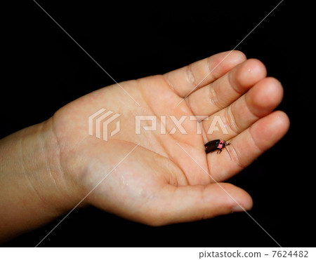 在手上的螢火蟲 7624482