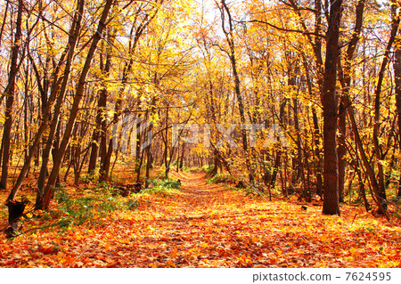 Autumn forest 7624595