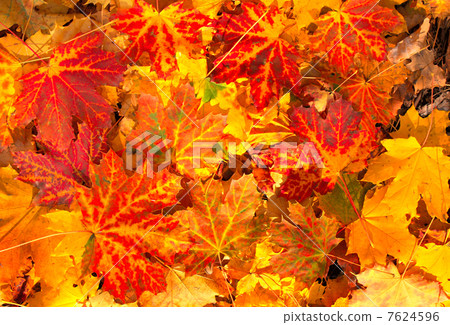 Autumn leaves 7624596