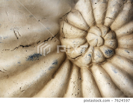 Stone conches of close-up 7624597