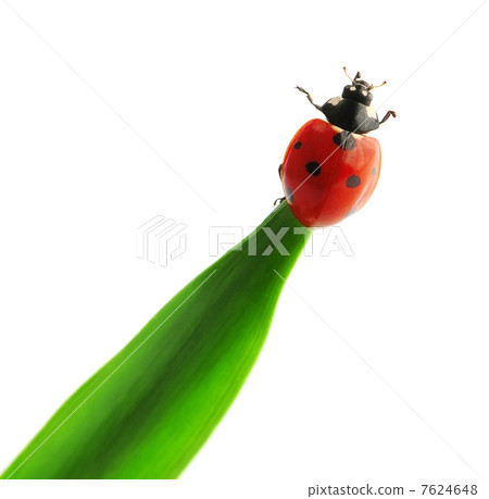 ladybird (Adalia bipunctata) 7624648