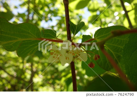 Miyama Mata Tabi 7624790