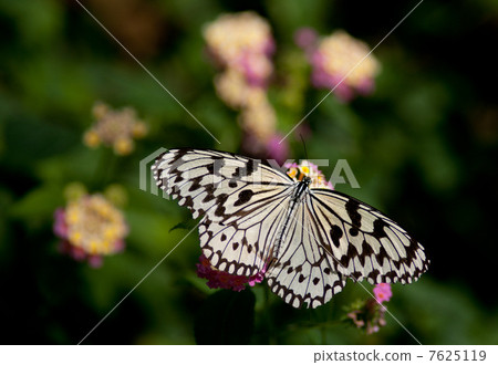 Butterfly 7625119