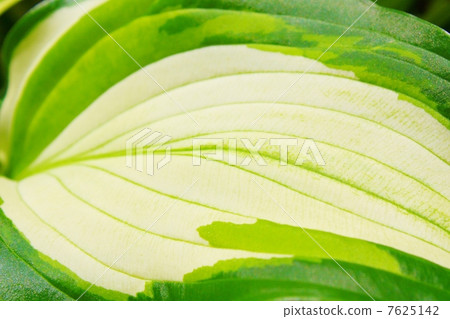 Strawberry leaves 7625142