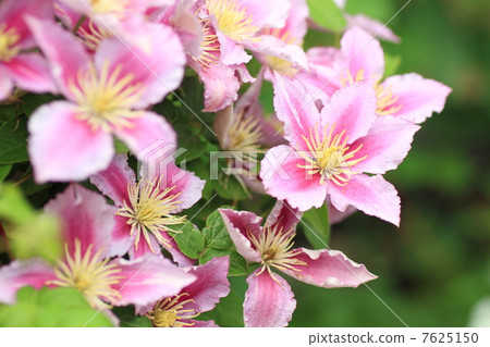 鐵線蓮花 7625150