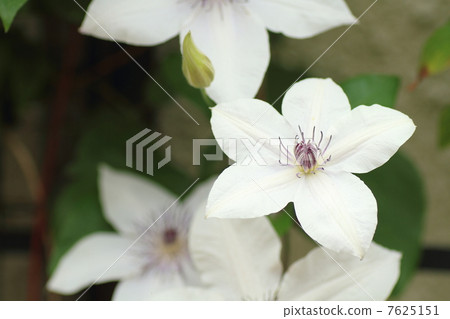 鐵線蓮花 鐵線蓮花 7625151