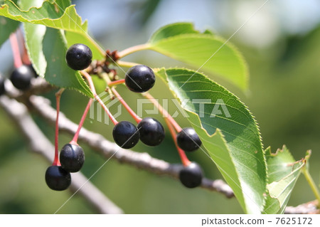 天城吉野 7625172