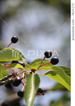 天城吉野 天城吉野 7625173