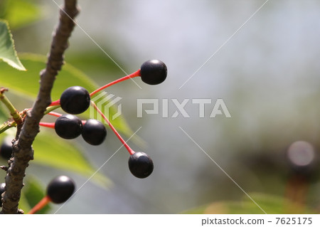 Amagi Yoshino Amagi Yoshino 7625175