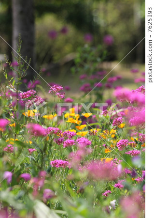 Musi Trinadesico 7625193