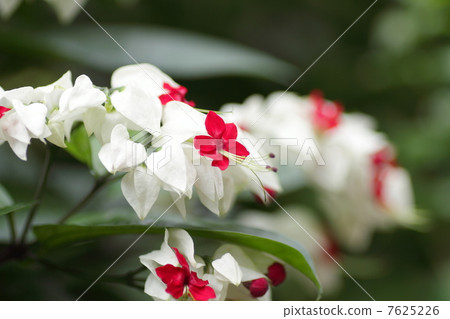 Genpei flowers 7625226