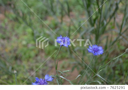 矢車菊 7625291