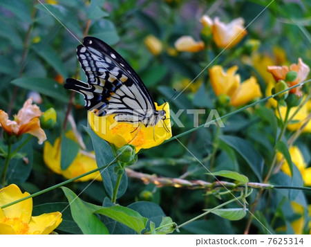 Flower and swallowtail butterfly 7625314
