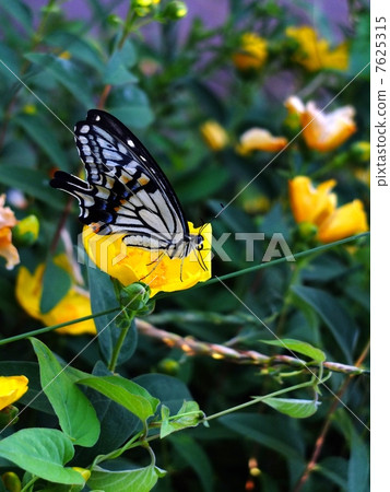 Flower and swallowtail butterfly Flower and swallowtail butterfly 7625315