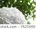 Hydrangea (Annabel) 7625400