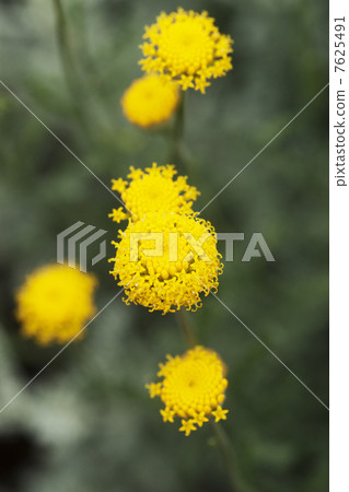 Santorina watasugi gig棉花薰衣草 Santorina watasugi gig棉花薰衣草 7625491