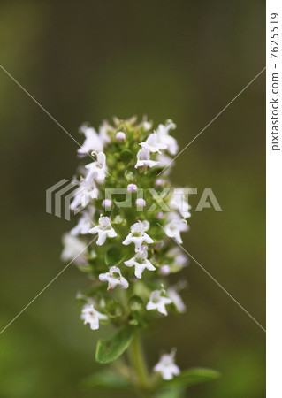 爬行時間 7625519