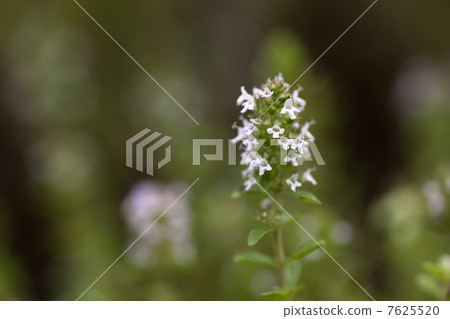 爬行時間 7625520