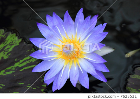 睡蓮 7625521