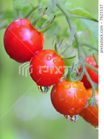 在家庭菜園的微型蕃茄 在家庭菜園的微型蕃茄 7625537