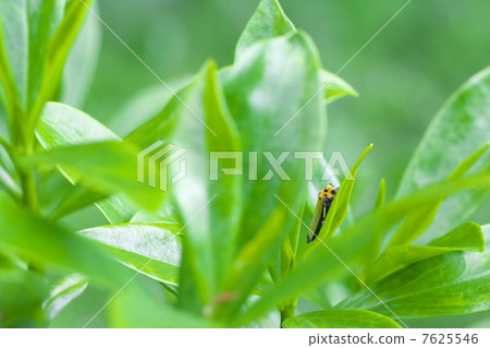 Tsunagogyo Oshoko 7625546