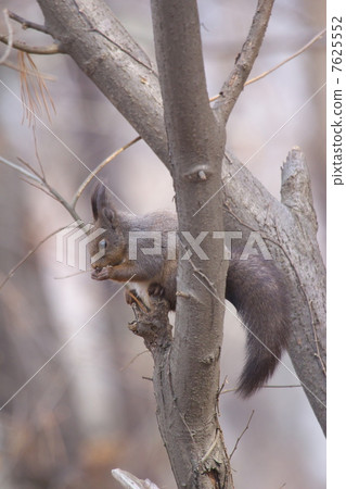 red squirrel 7625552