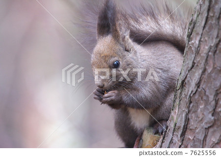 紅松鼠 7625556