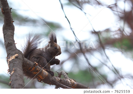 red squirrel red squirrel 7625559