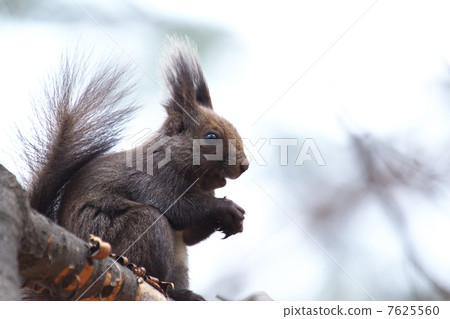 red squirrel red squirrel 7625560
