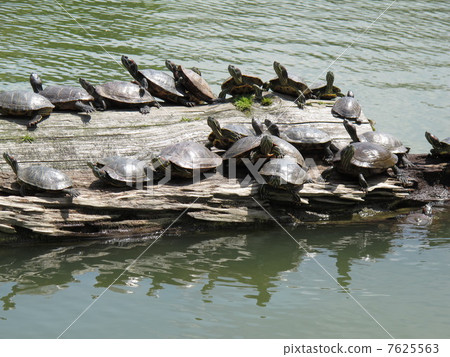 Mississippi Pond slider Mississippi Pond slider 7625563