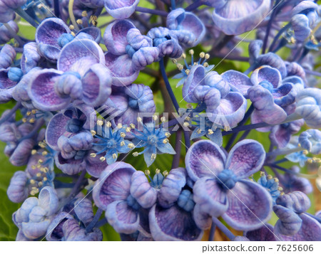 紫色漩渦繡球花 紫色漩渦繡球花 7625606