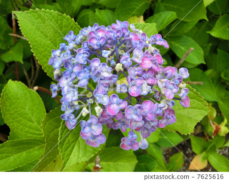 藍色食用繡球花 藍色食用繡球花 7625616