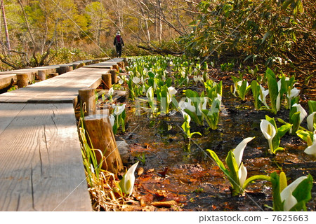 Mizubasho (Ozegahara) at a tree road / roadside 7625663