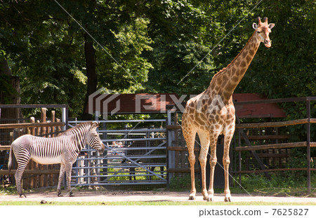 Portrait of a young zebra and giraffe 7625827