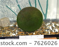 Marimo 7626026