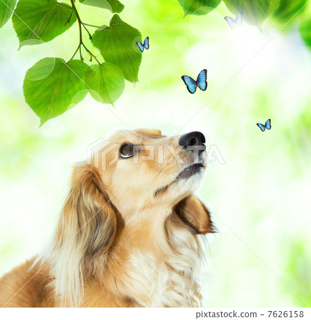 蝴蝶和微型達克斯獵犬 7626158