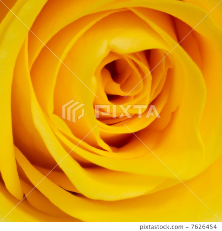 yellow rose yellow rose 7626454