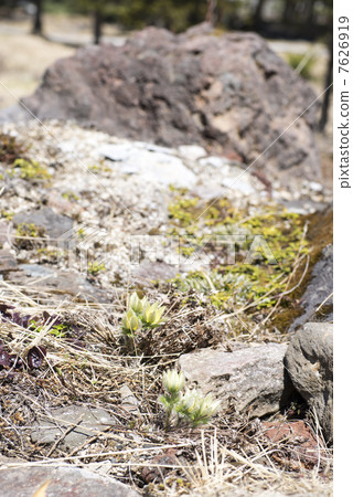 Tsukkomogusa 7626919