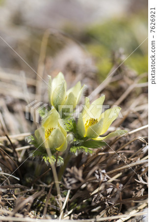 Tsukumogusa Tsukumogusa 7626921