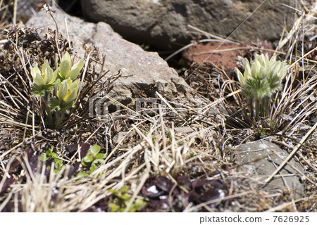 Tsukkomogusa Tsukkomogusa 7626925