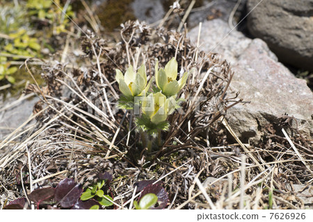 Tsukumogusa Tsukumogusa 7626926