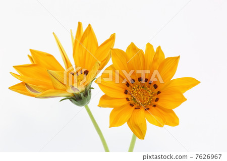 Gazania Gazania 7626967