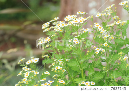 Fever fresh flowers 7627145