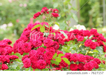 Rose Barbergroute Rose Barbergroute 7627157