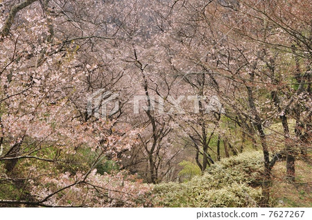 高藤城跡公園的櫻花 7627267