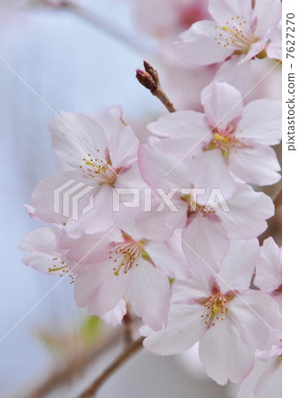 高藤城跡公園的櫻花 7627270