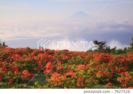 Mt. Amari's Azalea and Mt. Fuji Mt. Amari's Azalea and Mt. Fuji 7627528