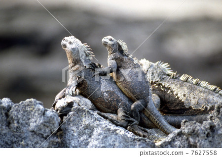 Marine iguana 02 7627558